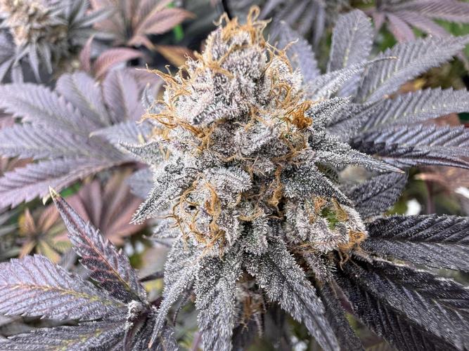 Cali-Octane & Tangie land. Week 28