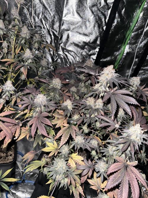 Cali-Octane & Tangie land. Week 29