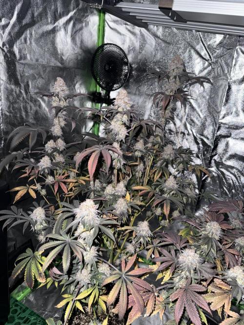 Cali-Octane & Tangie land. Week 29