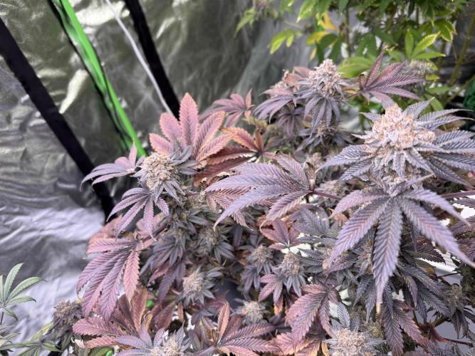 Cali-Octane & Tangie land. Week 29