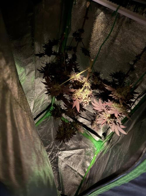 Cali-Octane & Tangie land. Week 30