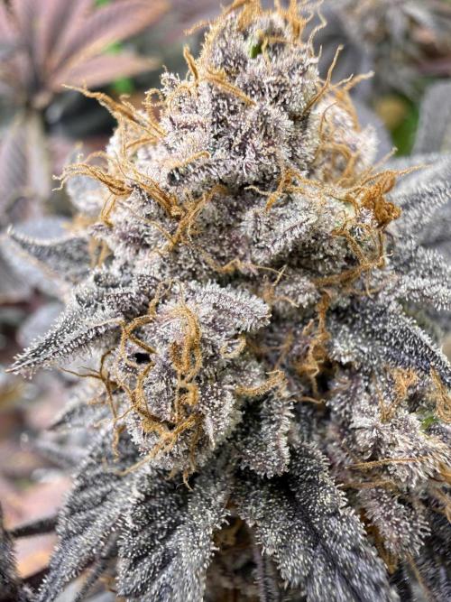 Cali-Octane & Tangie land. Week 29