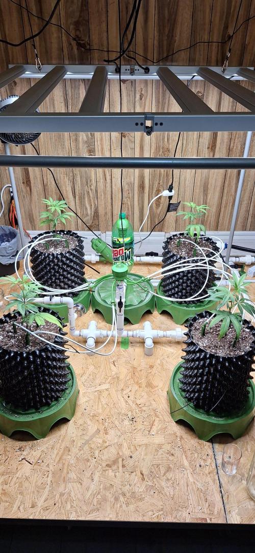 Dos Si Dos 33. Week 1 - 11-16-2025 transplanted clones from solo cups.