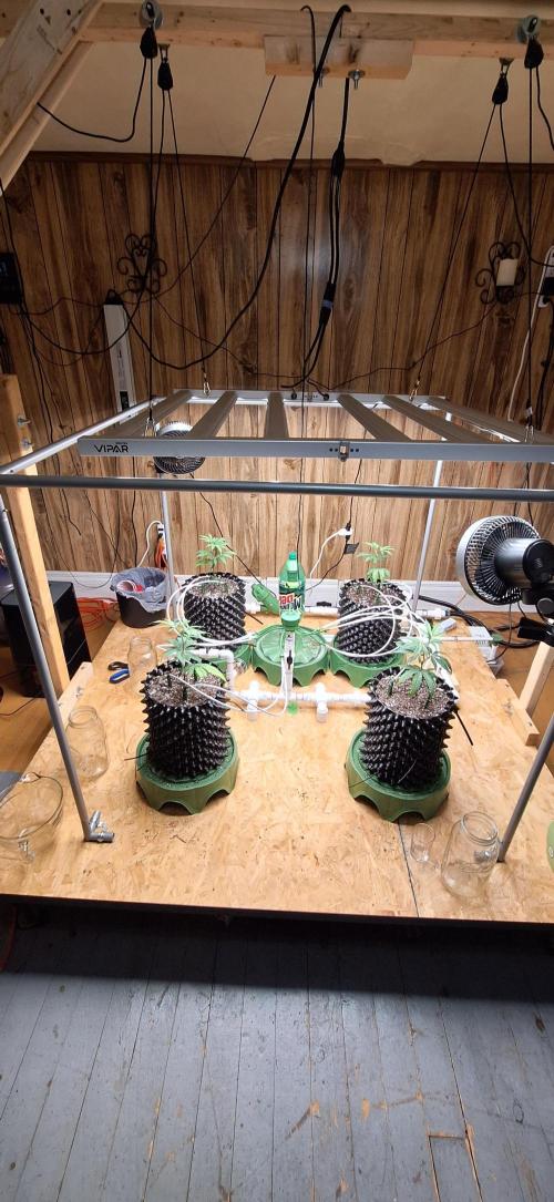 Dos Si Dos 33. Week 1 - 11-16-2025 transplanted clones from solo cups.