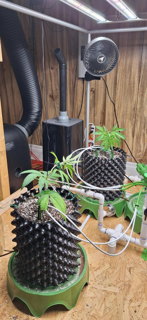 Dos Si Dos 33. Week 1 - 11-18-2025 day 1 of lst