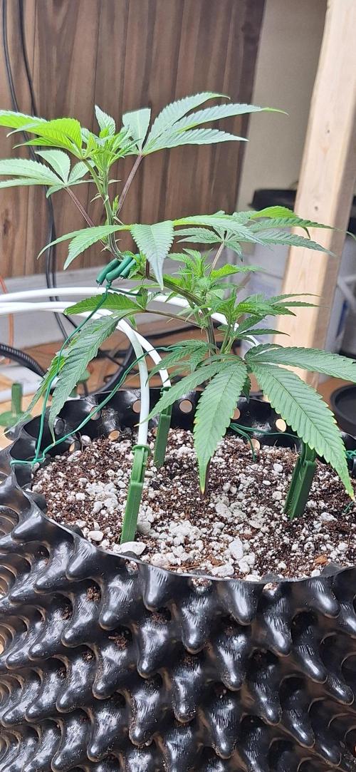 Dos Si Dos 33. Week 1 - 11-21-25