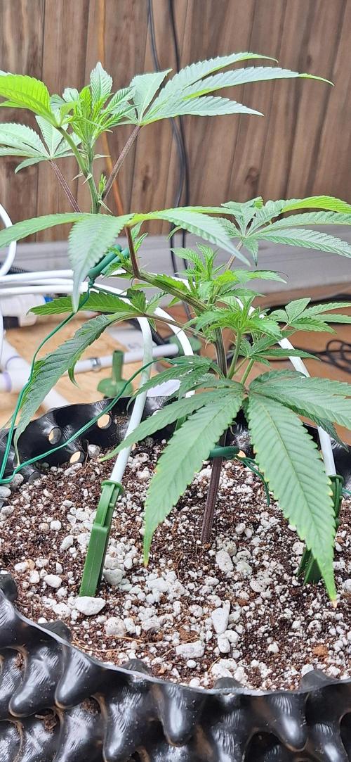 Dos Si Dos 33. Week 1 - 11-21-25