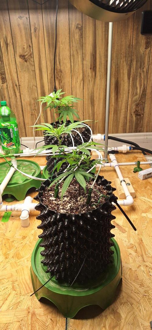 Dos Si Dos 33. Week 1 - 11-21-25