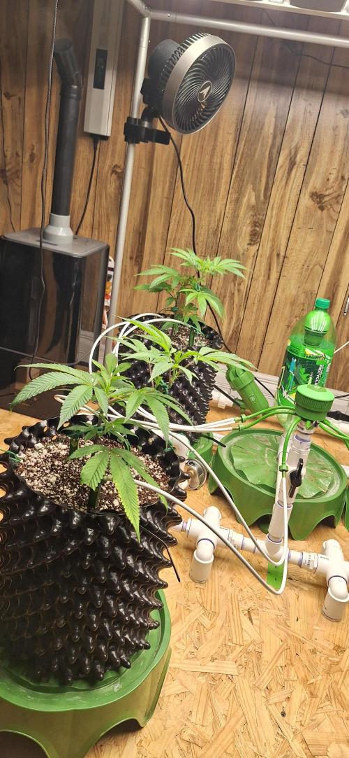 Dos Si Dos 33. Week 1 - 11-21-25