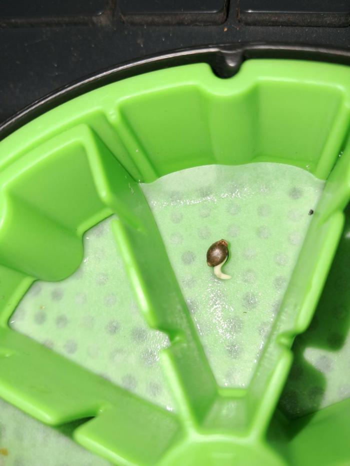 Pineapple OG Auto - FastBudz 420. Week 0 - First signs of taproot, went right into the 5 gallon pot.
