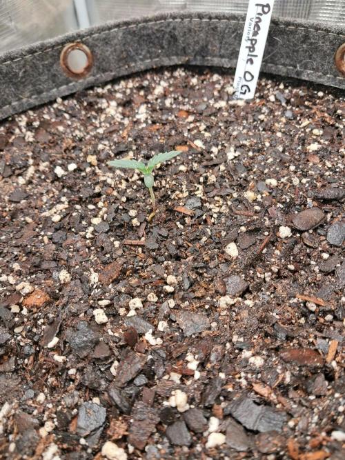 Pineapple OG Auto. Week 1