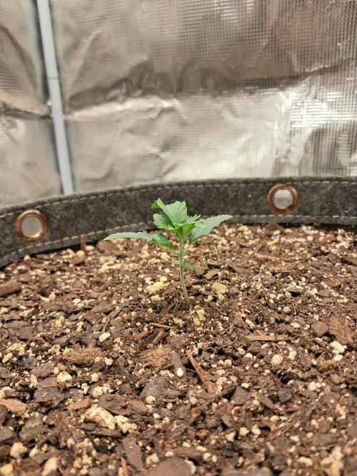 Pineapple OG Auto - FastBudz 420. Week 2