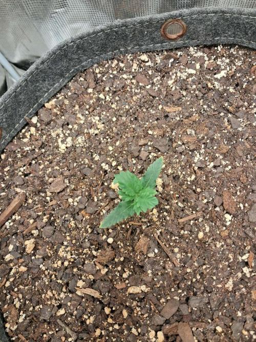 Pineapple OG Auto - FastBudz 420. Week 2
