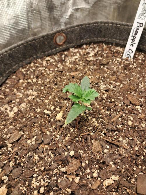 Pineapple OG Auto - FastBudz 420. Week 2