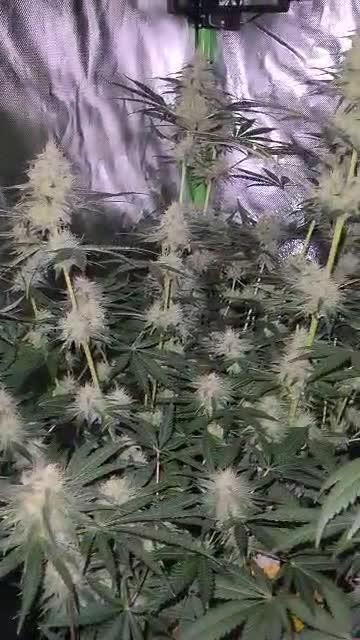 Zamnesia Grow
