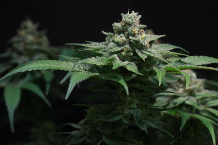 Black Apple Hitchcock. Week 14