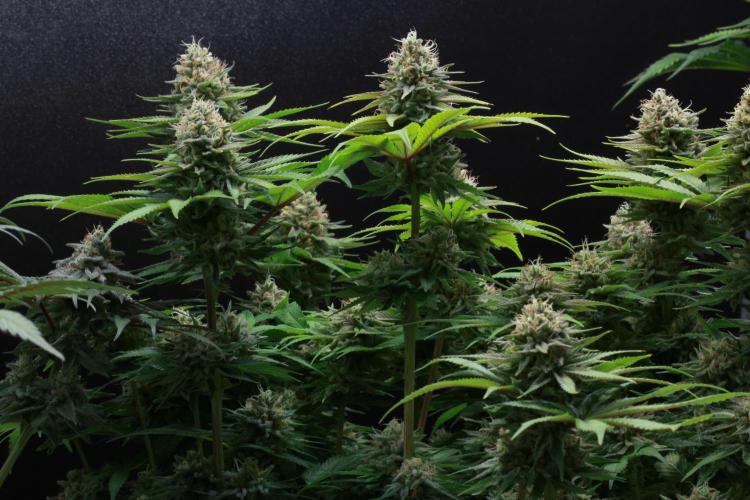 Black Apple Hitchcock. Week 14