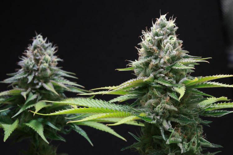 Black Apple Hitchcock. Week 14