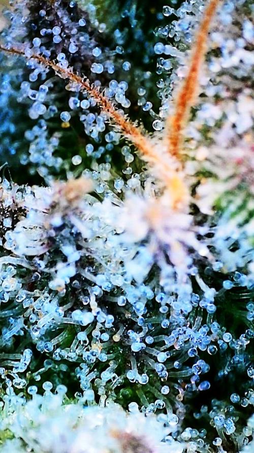 Black Apple Hitchcock. Week 14