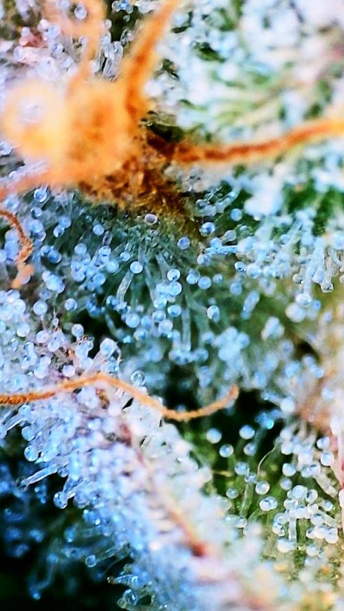 Black Apple Hitchcock. Week 14