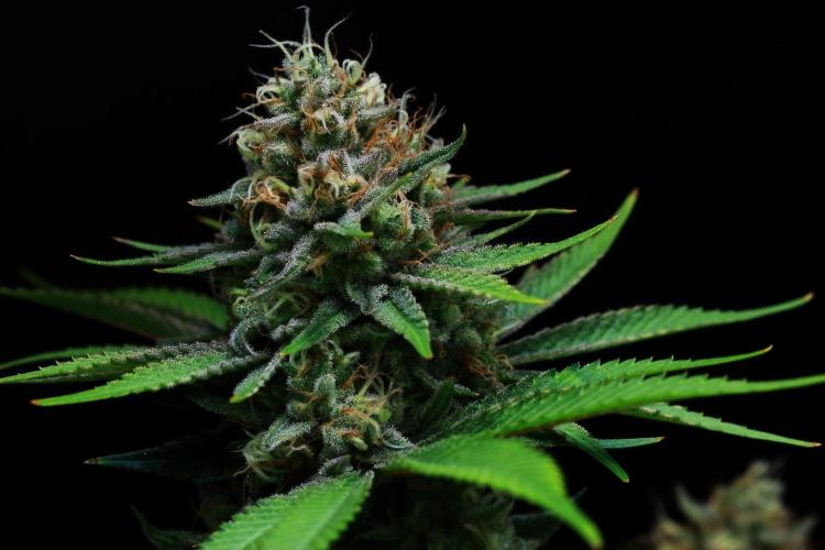 Black Apple Hitchcock. Week 14