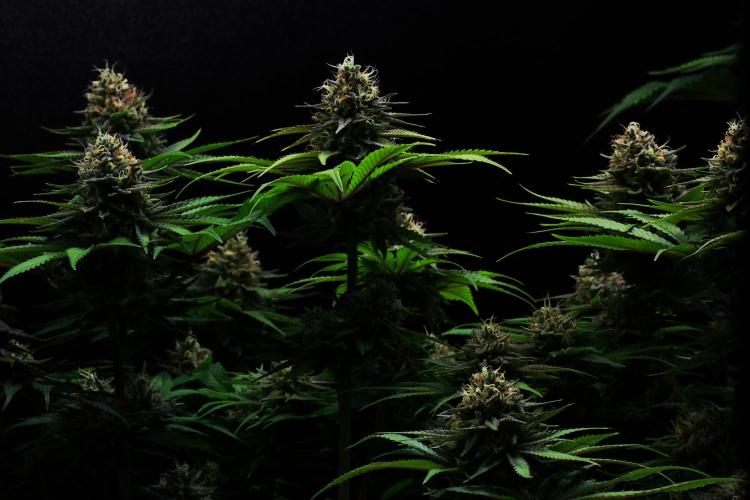 Black Apple Hitchcock. Week 14