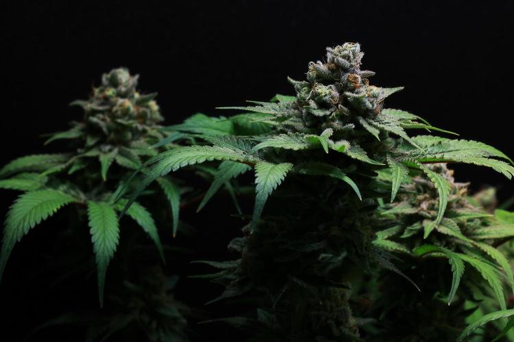 Black Apple Hitchcock. Week 15