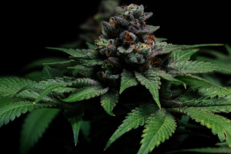 Black Apple Hitchcock. Week 15