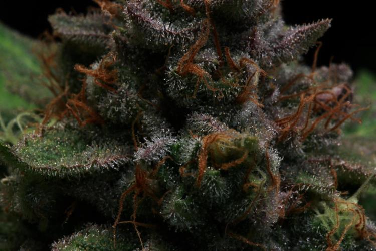 Black Apple Hitchcock. Week 15