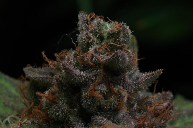 Black Apple Hitchcock. Week 15