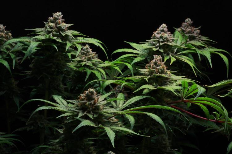 Black Apple Hitchcock. Week 15