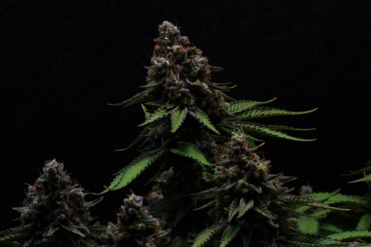 Black Apple Hitchcock. Week 15