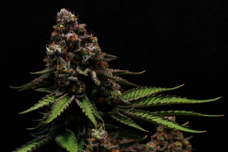 Black Apple Hitchcock. Week 15