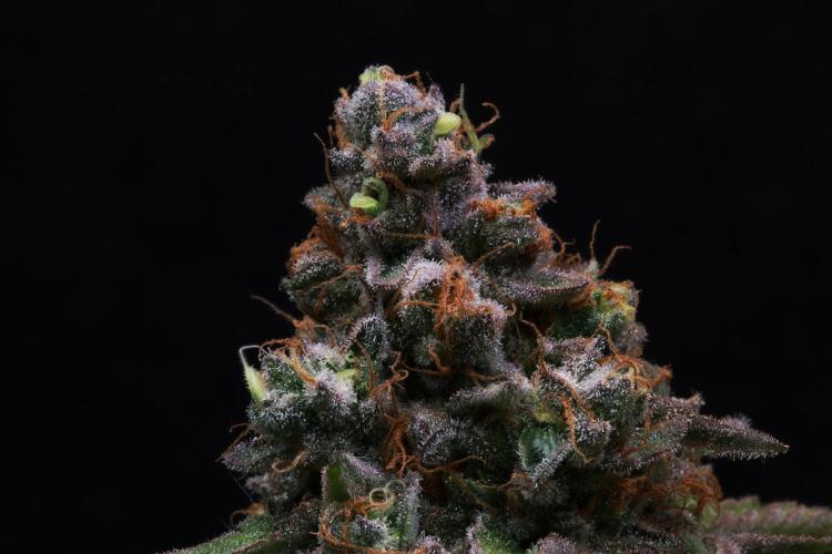 Black Apple Hitchcock. Week 15