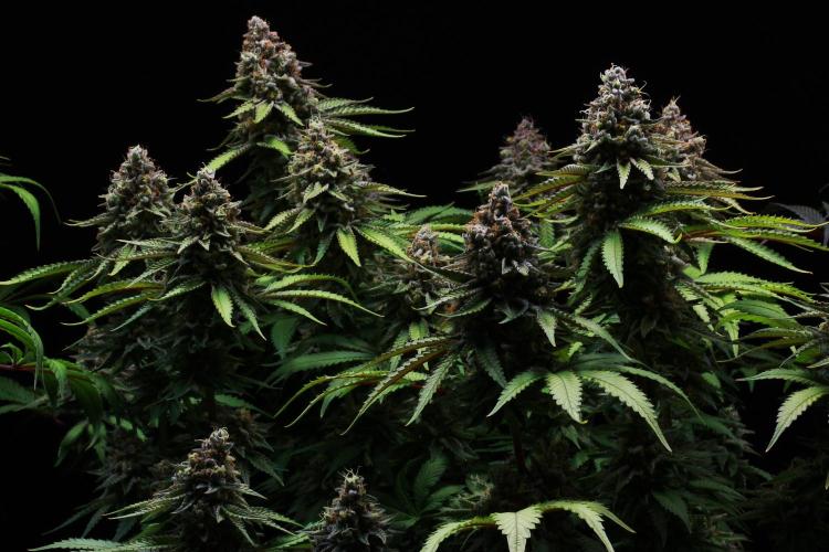 Black Apple Hitchcock. Week 15