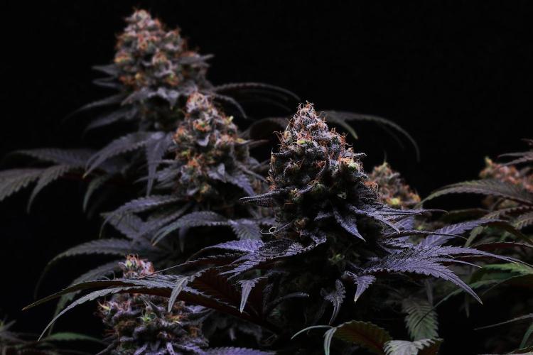 Black Apple Hitchcock. Week 15