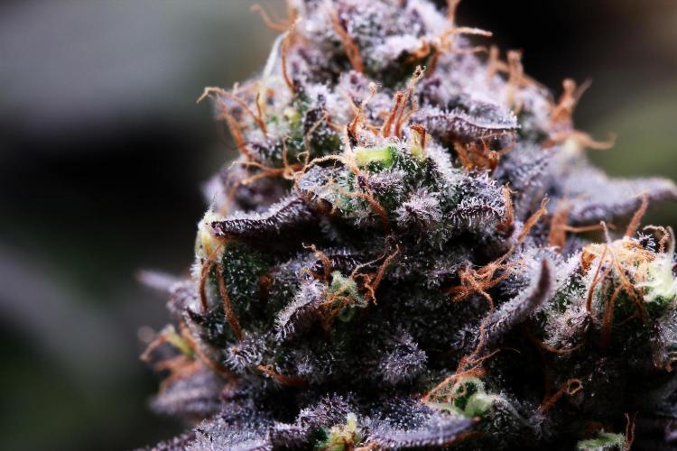 Black Apple Hitchcock. Week 15