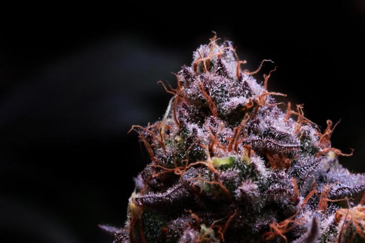 Black Apple Hitchcock. Week 15