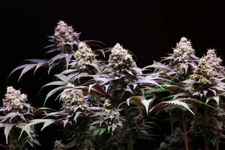 Black Apple Hitchcock. Week 15