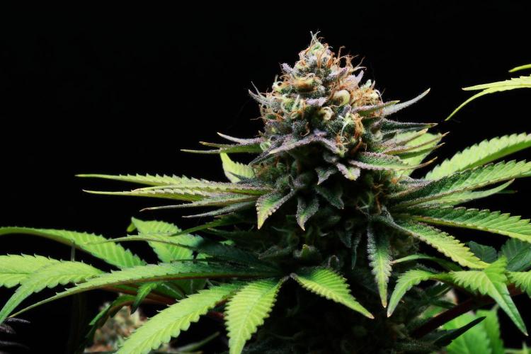 Black Apple Hitchcock. Week 15