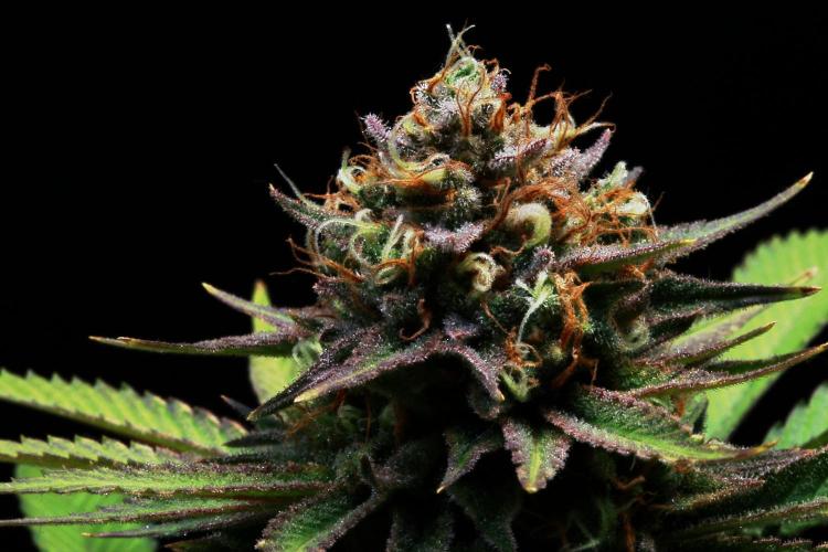 Black Apple Hitchcock. Week 15