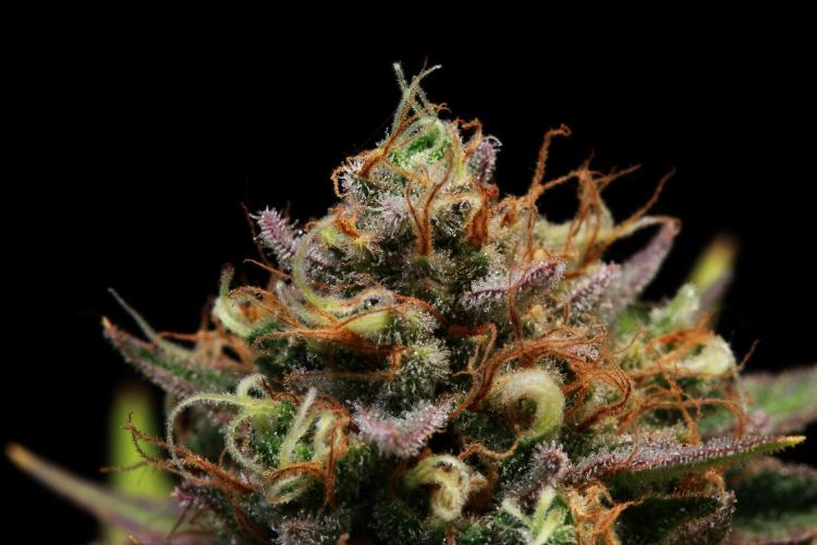 Black Apple Hitchcock. Week 15