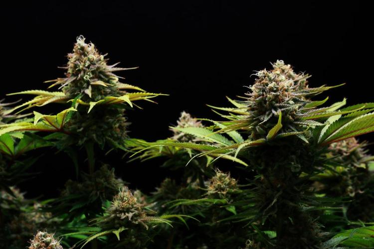 Black Apple Hitchcock. Week 15