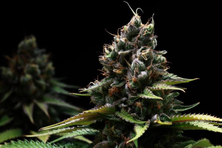 Black Apple Hitchcock. Week 15