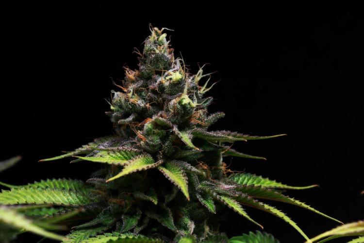 Black Apple Hitchcock. Week 15