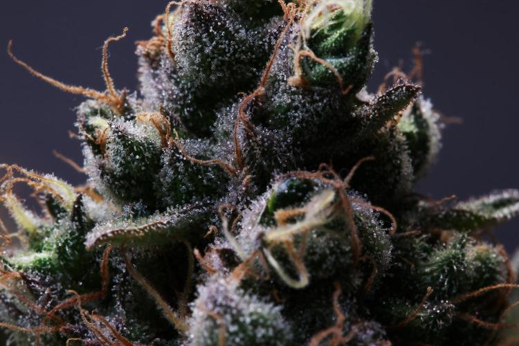 Black Apple Hitchcock. Week 15