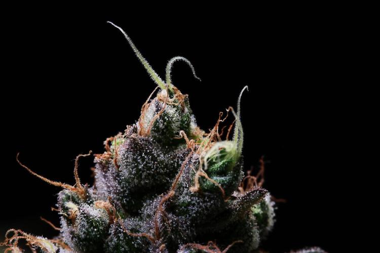 Black Apple Hitchcock. Week 15