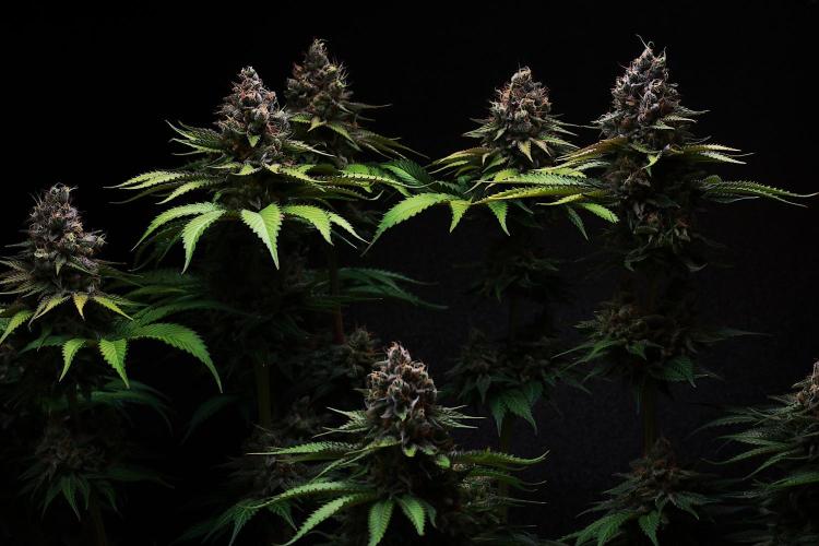 Black Apple Hitchcock. Week 15