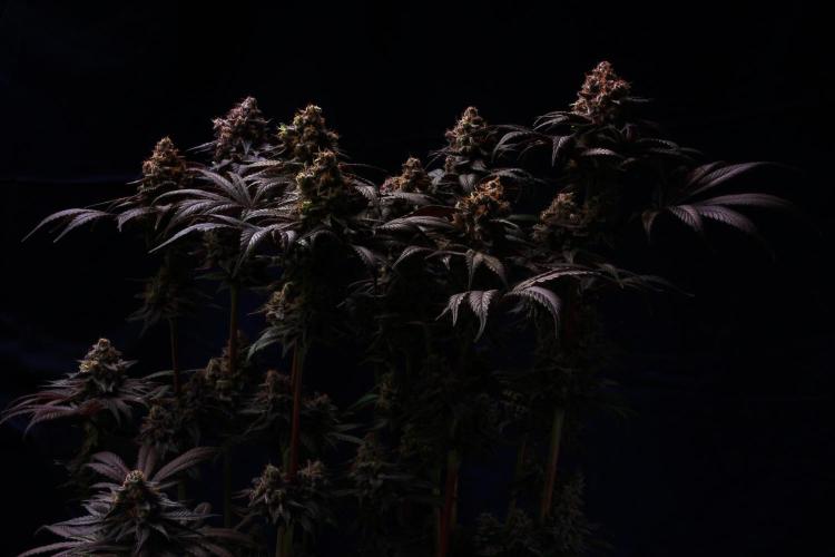 Black Apple Hitchcock. Week 16