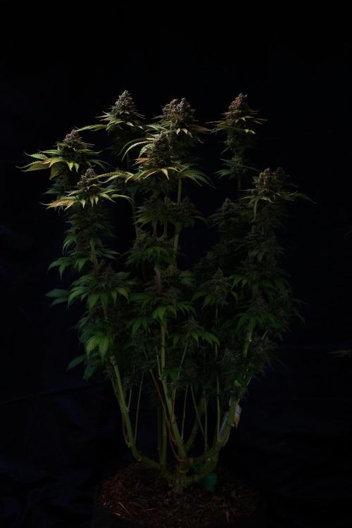 Black Apple Hitchcock. Week 16